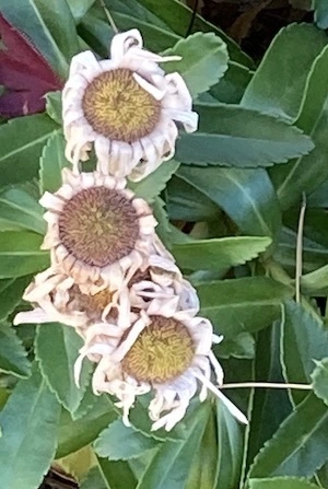 Montauk Daisies