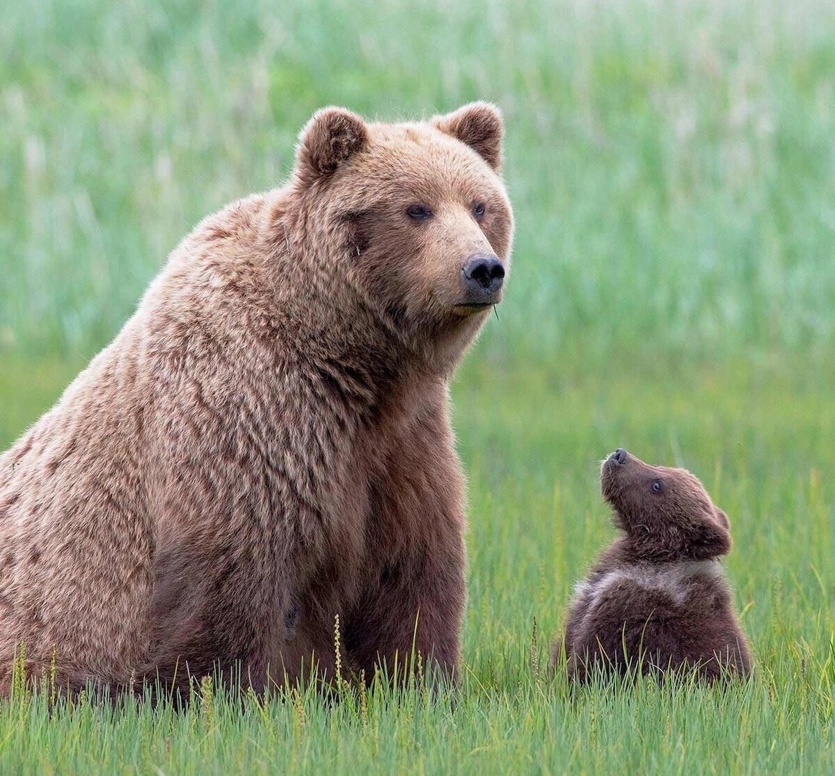 Популяция бурых медведей. Царство медведей. Наш медведь. Медведи соседи.