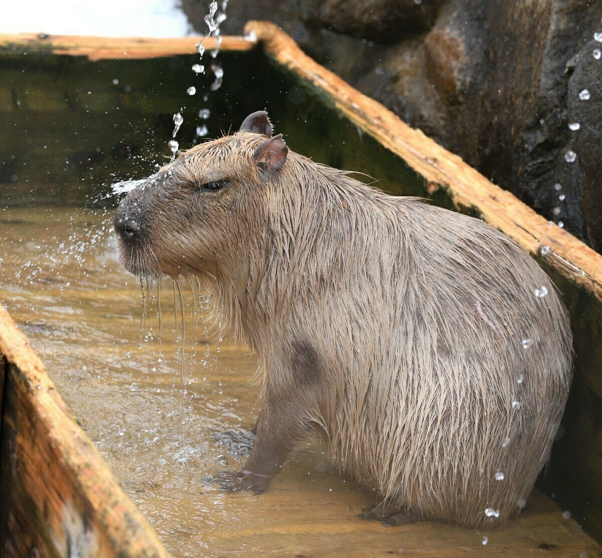 Капибара купается фото #capybara