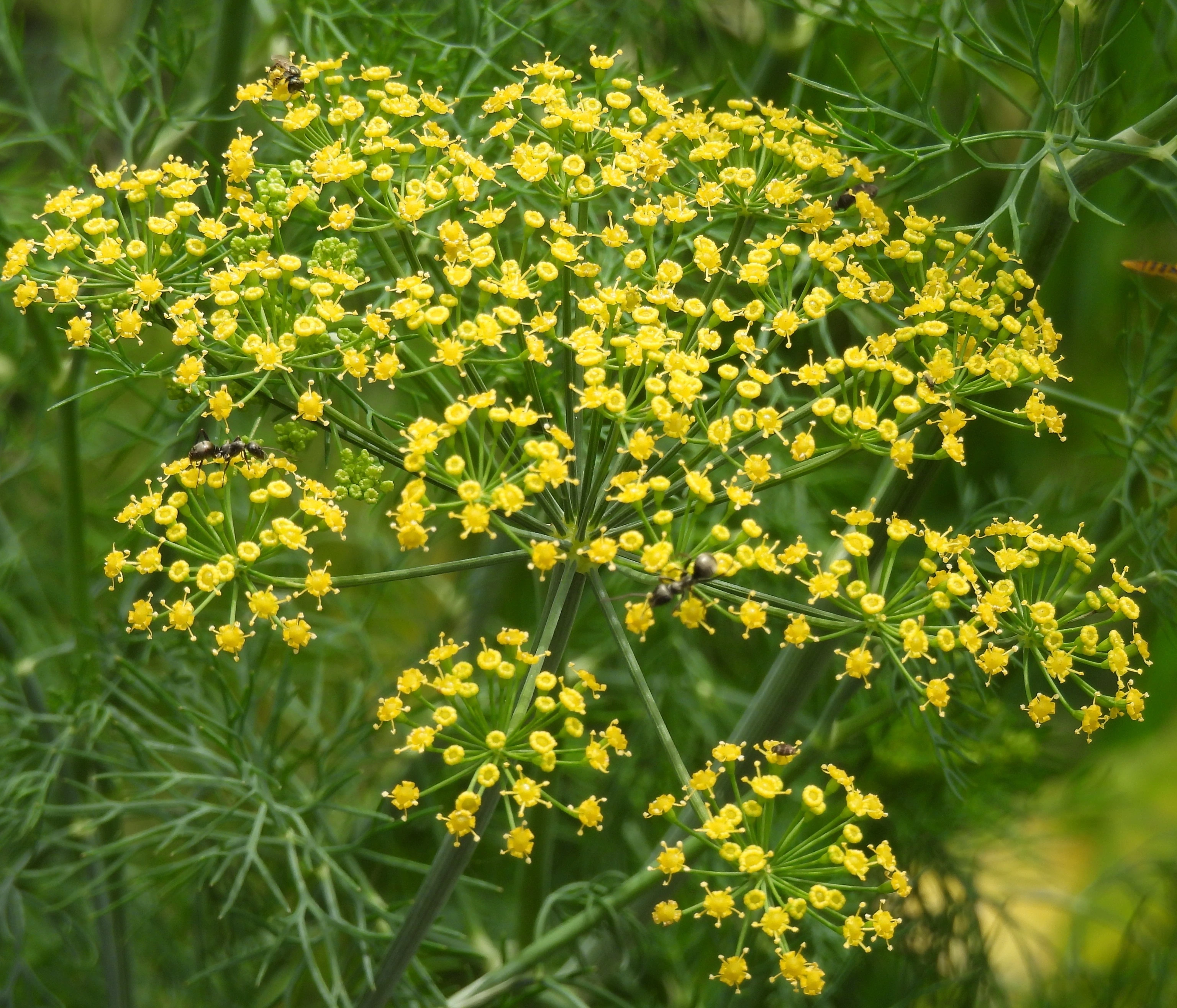 dill and ants