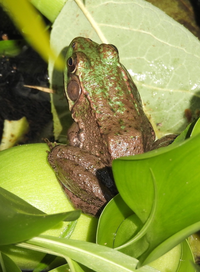 Green Frog