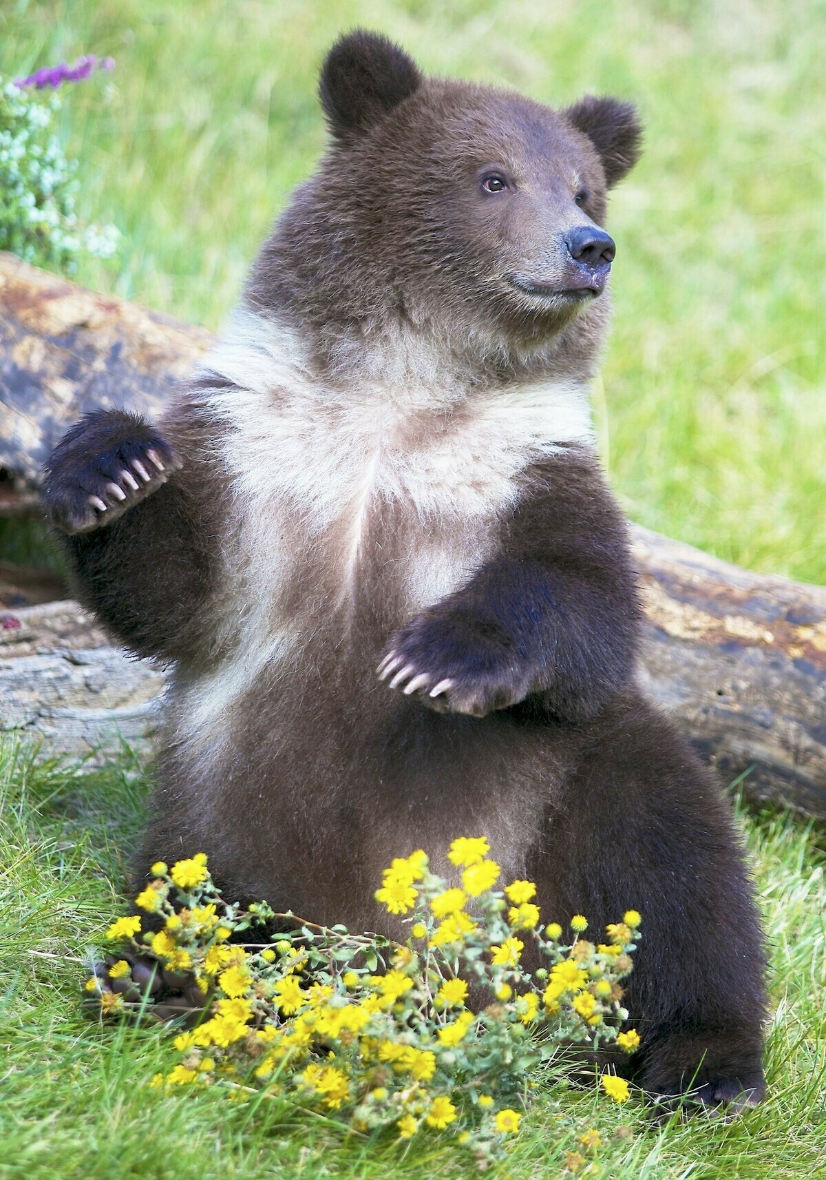 Медвежонок Гризли