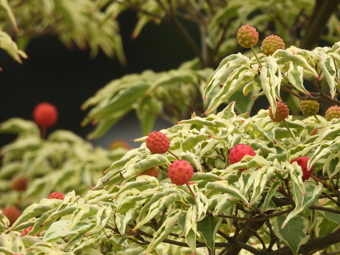 Dogwood berries