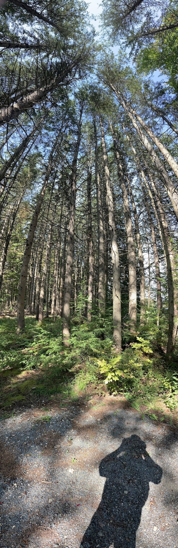 Standing under a stand of tall trees